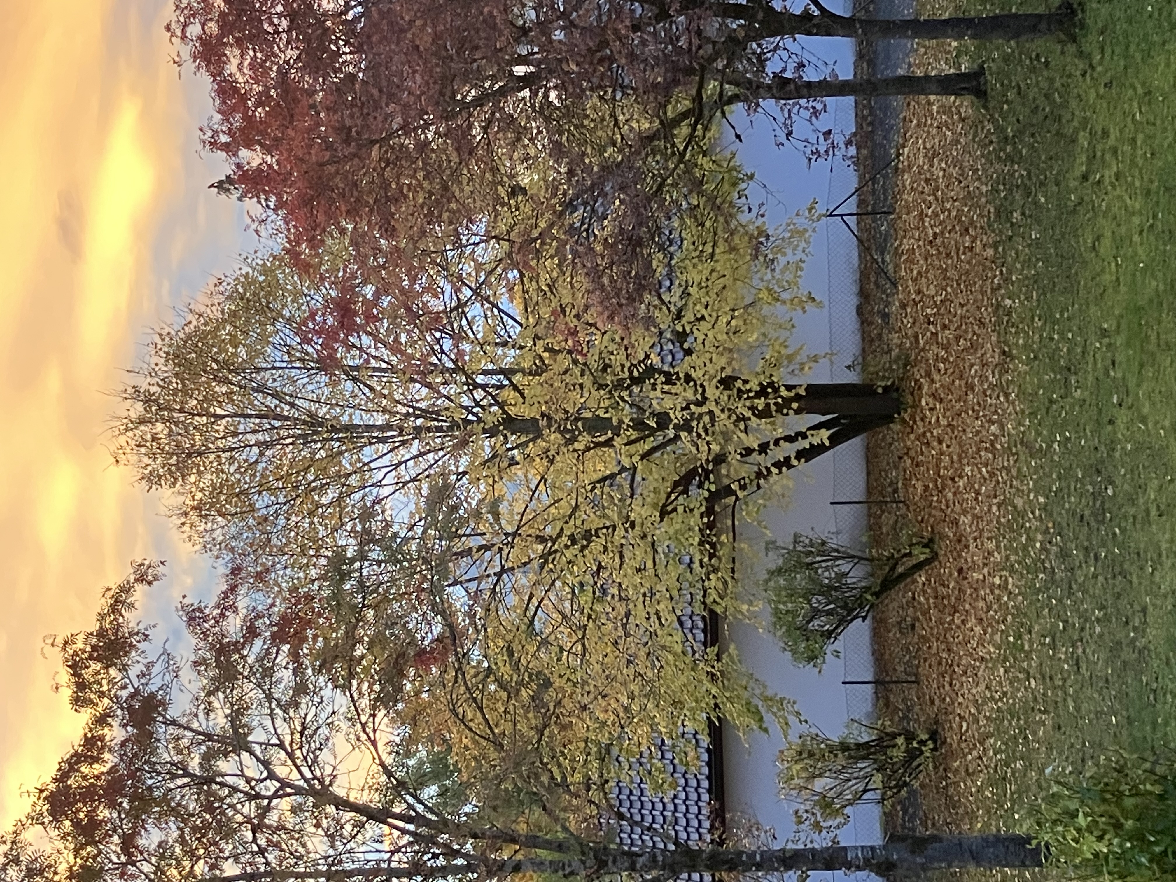 Linde auf dem Spielplatz